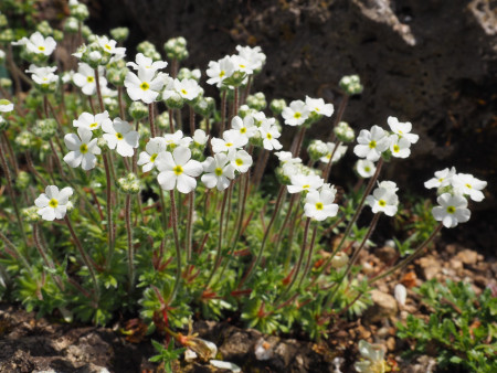 Androsace villosa ssp.kosopoljanski